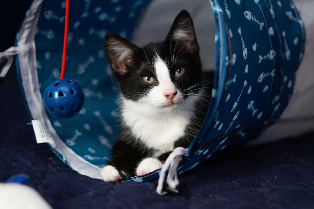 Popcorn - kot do adopcji