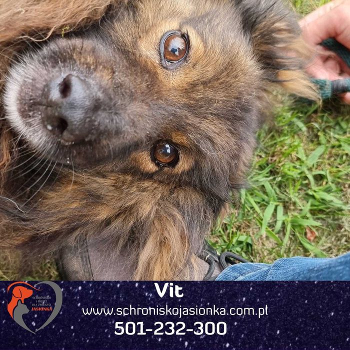 VIT do adopcji – Schronisko Jasionka