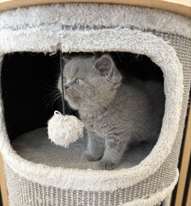 Kotka brytyjska krótkowłosa niebieska – opcja hodowlana