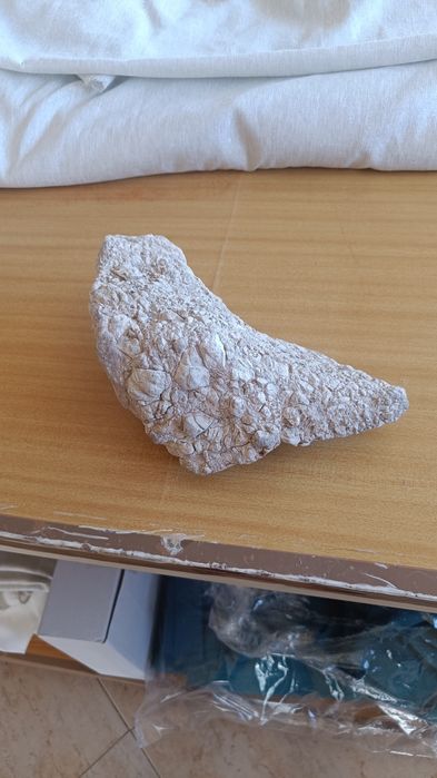 Rocha aquário água salgada