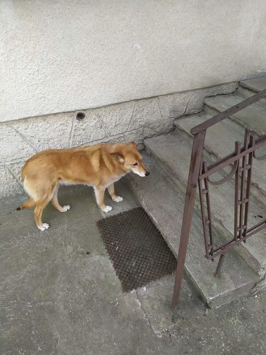 Віддається в добрі руки собака