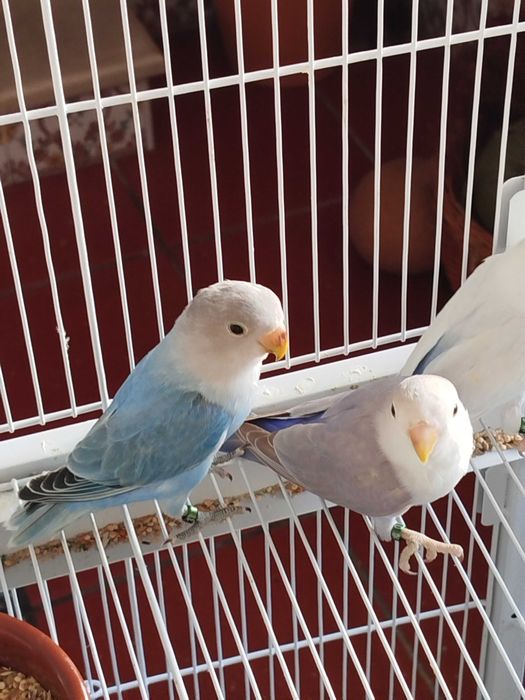 Agapórnis roseicollis