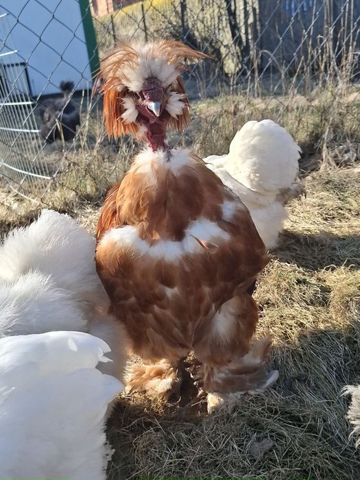 Silki USA parki koguty