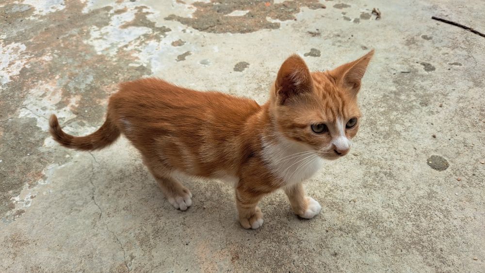 Ofereço gatinhos para adoção responsável