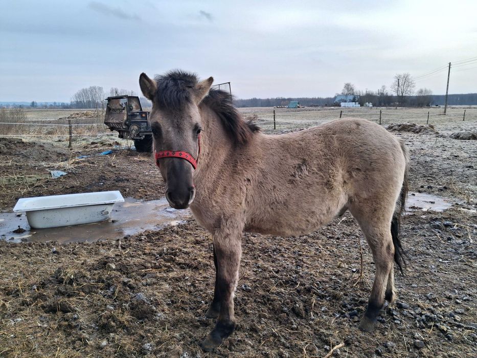 Konik polski ogier