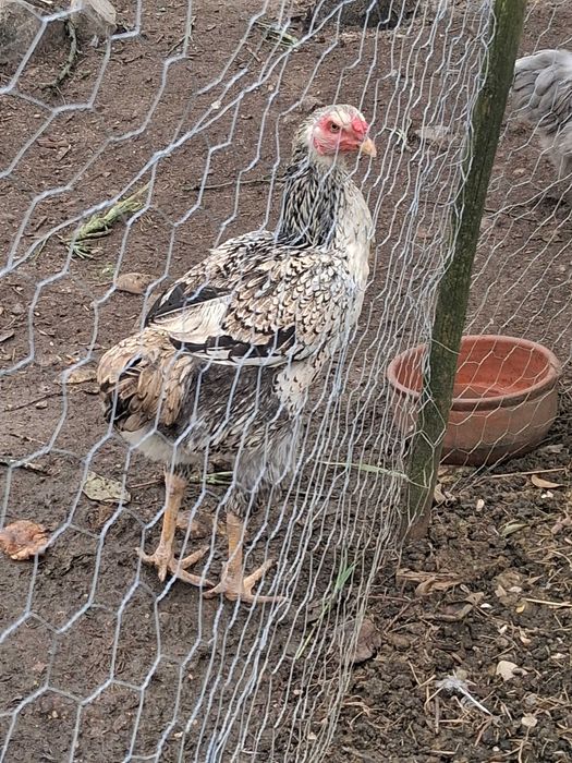 Casal de indio gigante