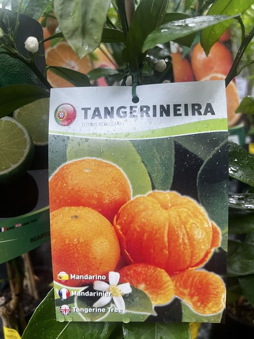 Várias variedade de citrinos