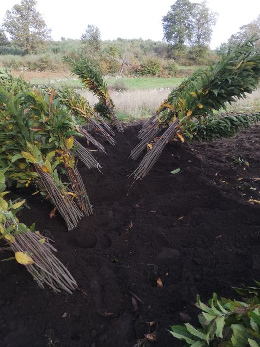 Castanheiros bravos / Nogueiras para plantação