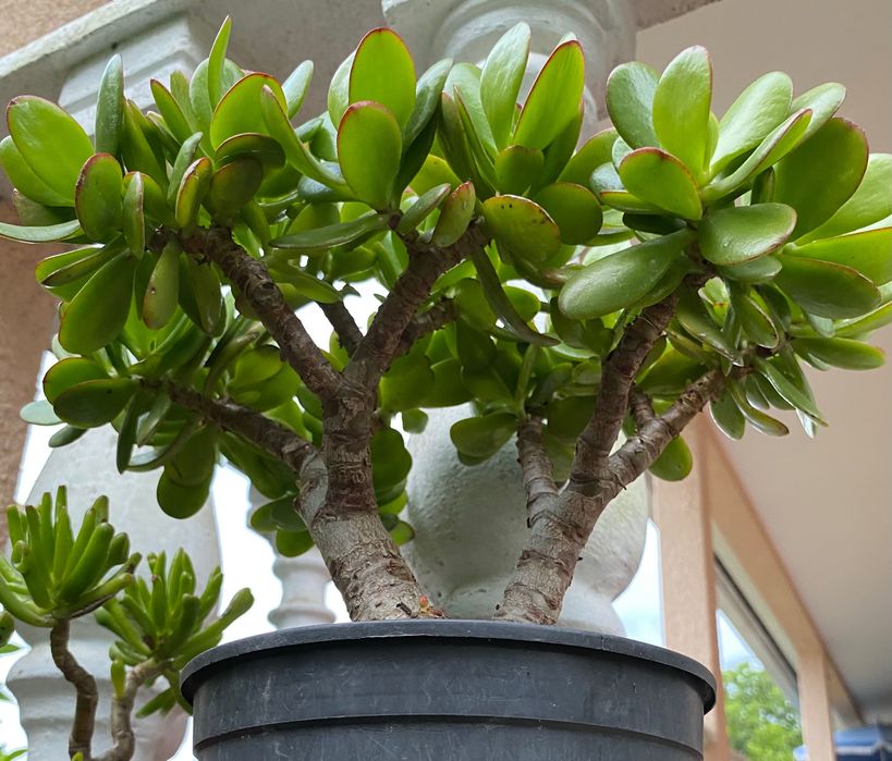 Suculenta jade grande