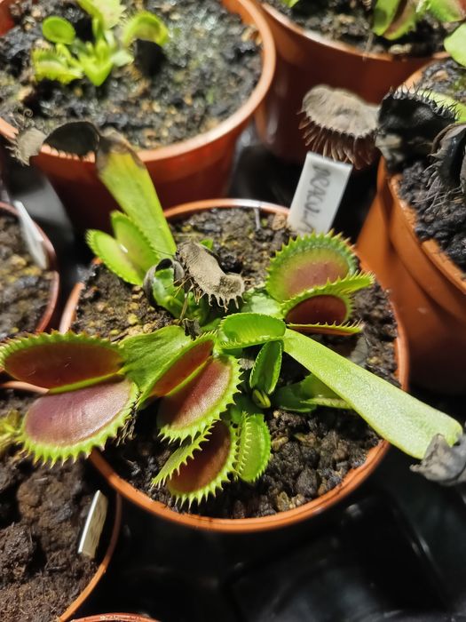 Muchołówki Dracula, Giant Clam, Triton, Phalanx