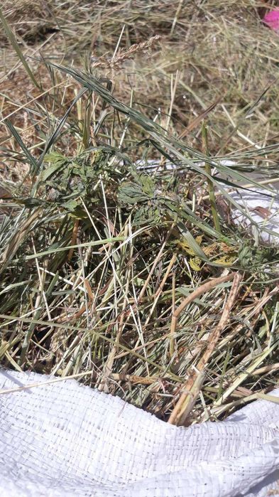 Сіно лугове в мішках