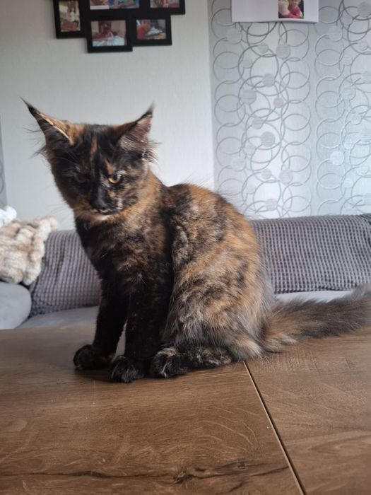 Sprzedam śliczną kotkę Maine Coon