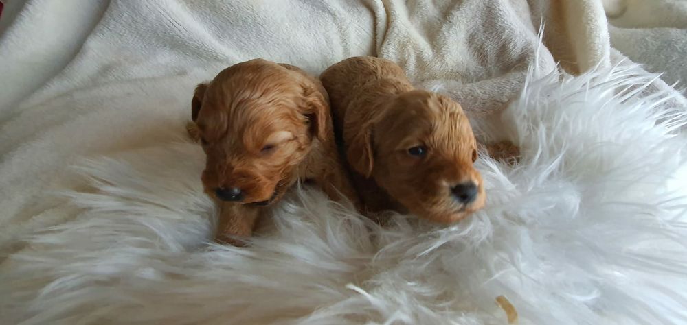 Mini goldendoodle ,  cudowne maluchy , szczeniak