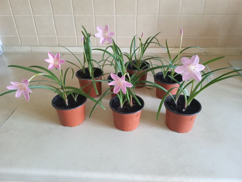 Зефірантес рожевий.