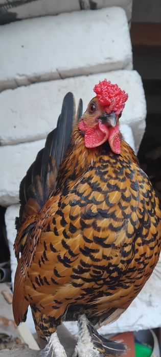 Kogut ozdobny mix sebrytki i karzełka łapciatego