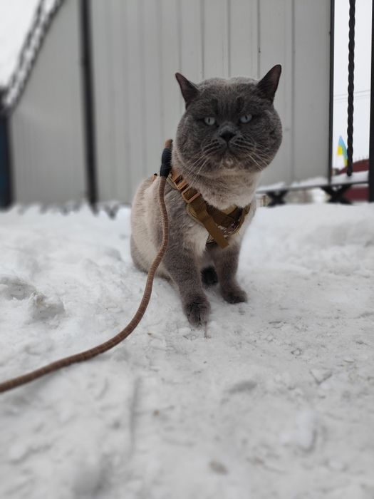 Шотландський прямовухий/в'язка