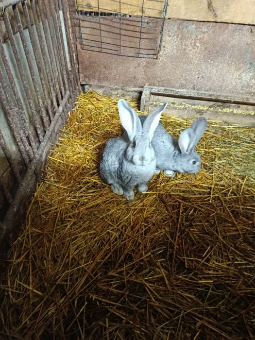 Sprzedam samice belgijskie