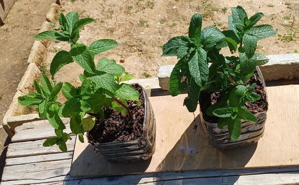 Planta Hortelã em Vaso