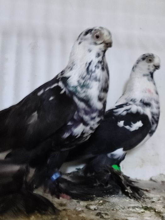 Motyle warszawskie  para