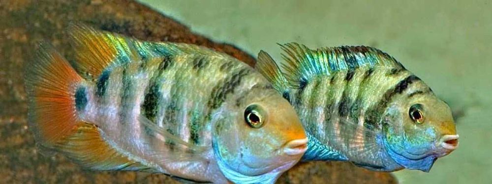 Pielęgnica HONDURAN RED POINT - Amatitlania siquia - dowóz, wysyłka