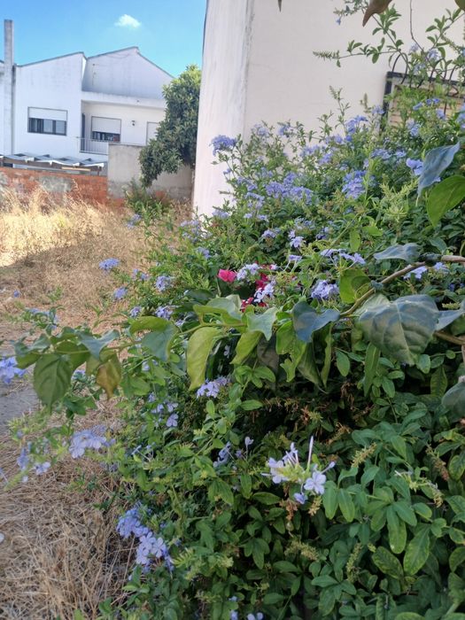 Limpeza de terrenos e manutenção jardins