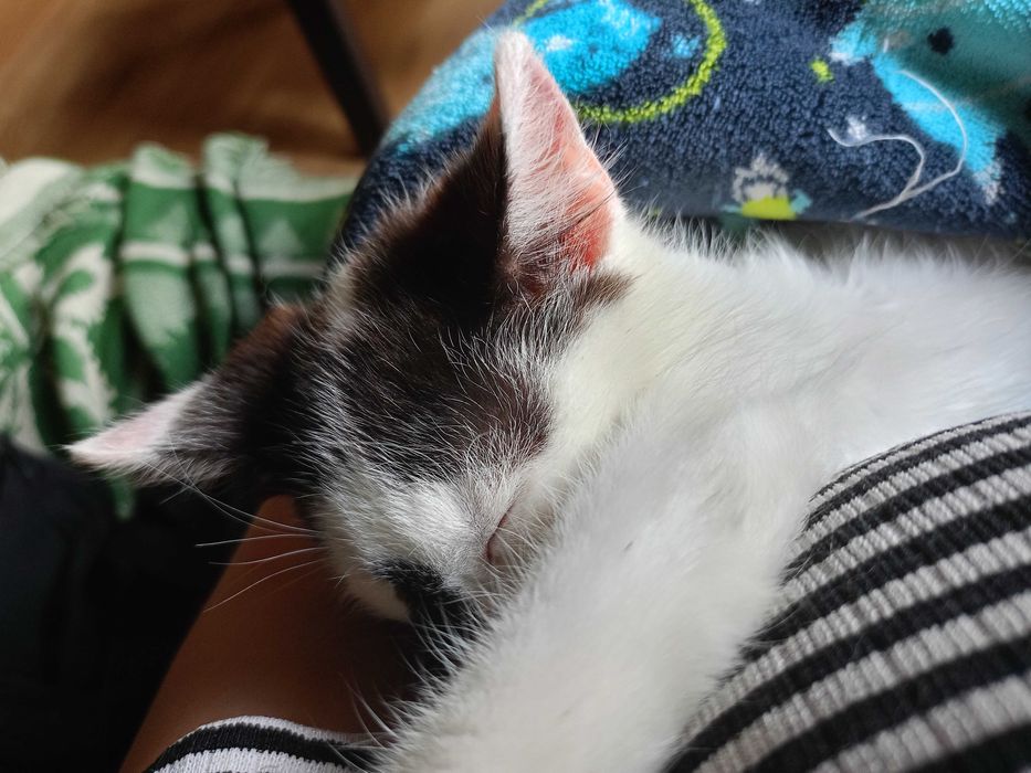 Śliczny kotek do adopcji