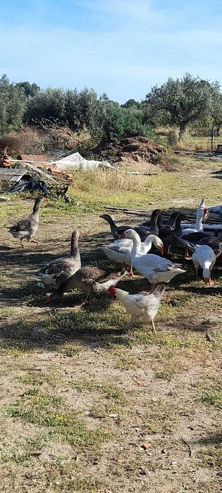 Gansos toulouse para venda