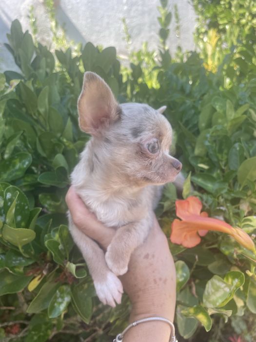 Chihuahua  femea   excelente merle chocolate