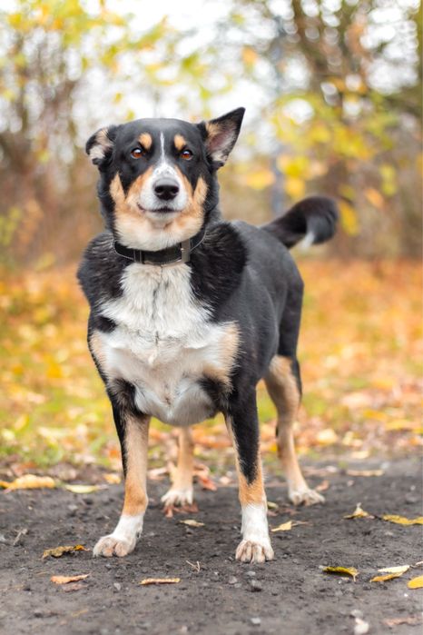 Moli w typie border collie szuka domu