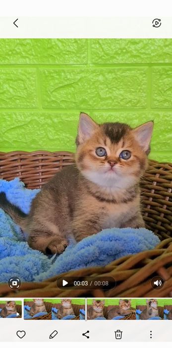 Медвежонок золотой плюшевый Девочка