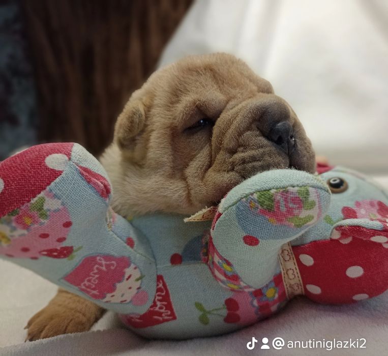 Щенки Шарпей мальчик