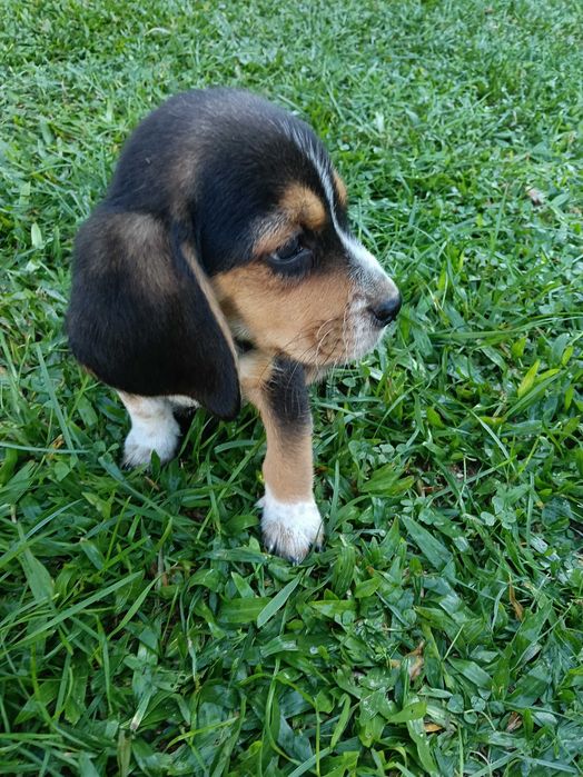 Beagle macho vacinado
