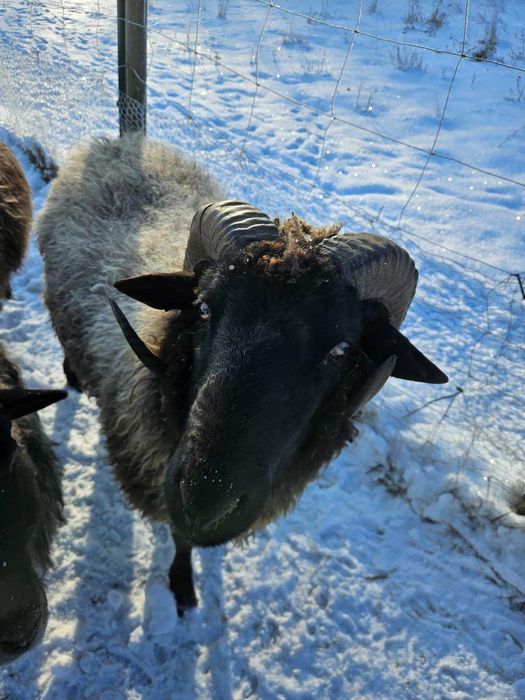 Sprzedam barana wrzosówki