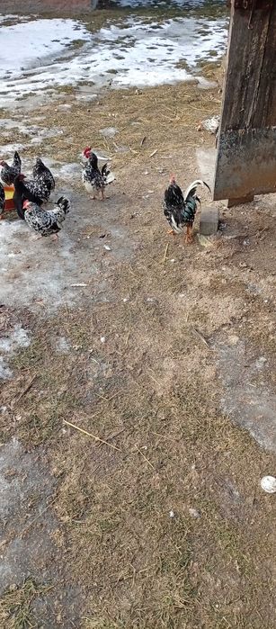 Kury liliputki liliputy koguty