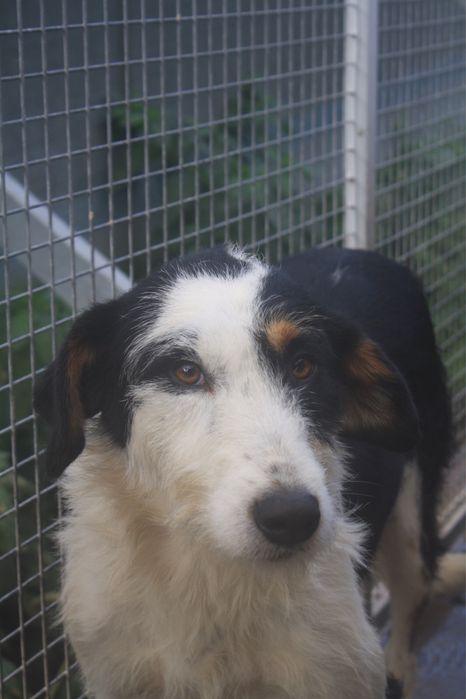 Dogos macho jovem de porte grande