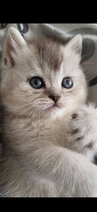 Шикарна  дівчинка