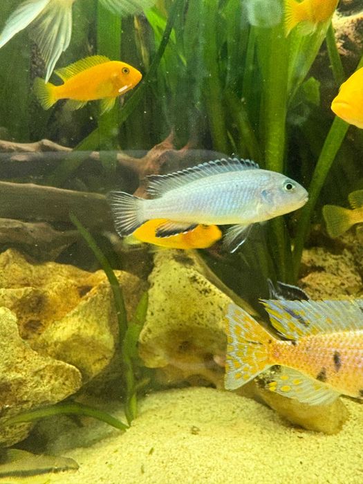 Pyszczaki niebieskie Pseudotropheus socolofi- młode rybki 3-5cm