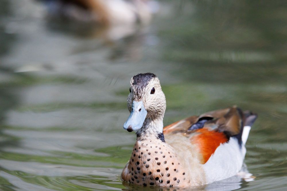 Kaczki ozdobne Cyraneczki Czerwonoramienne pary i samce 2025