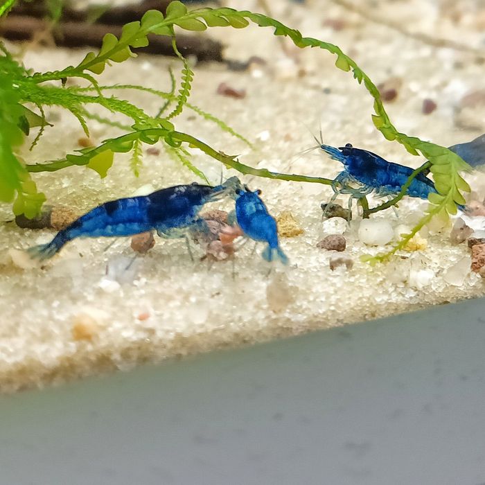 Krewetki Blue Velwet Niebieskie