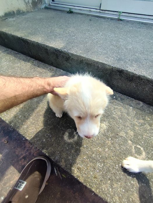 São meiguinhos a espera de um lar adotem não se vão arrepender