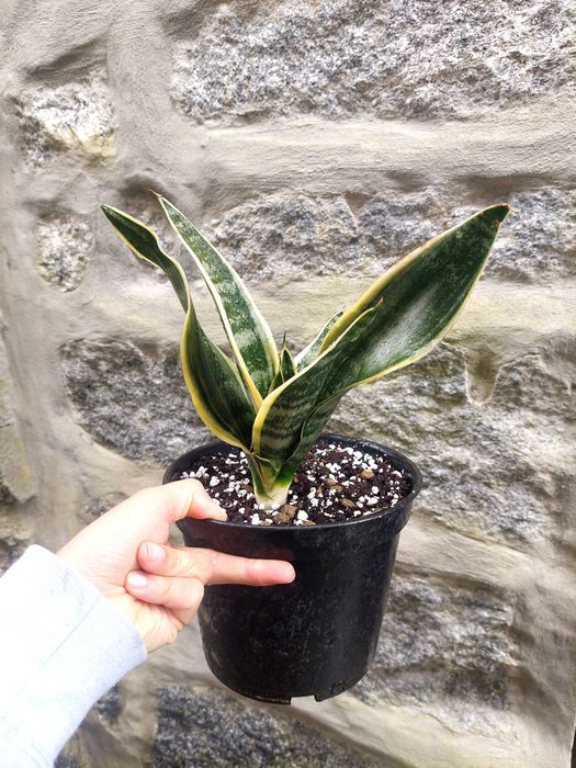 Planta Sansevieria trifasciata