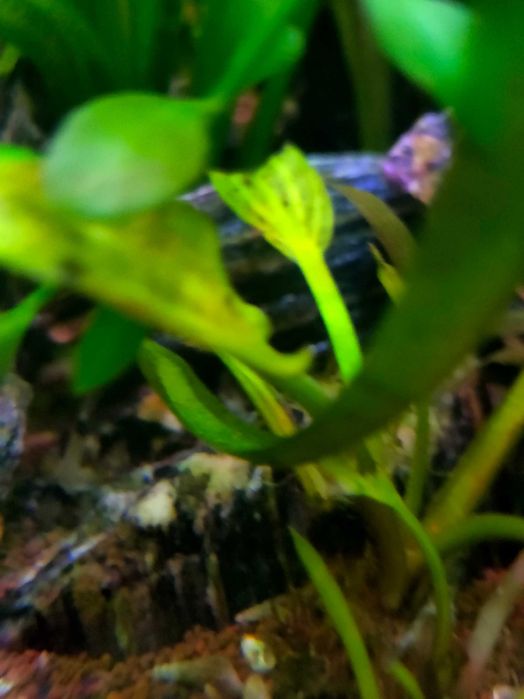 Kirys Panda, Czarny, Pstry