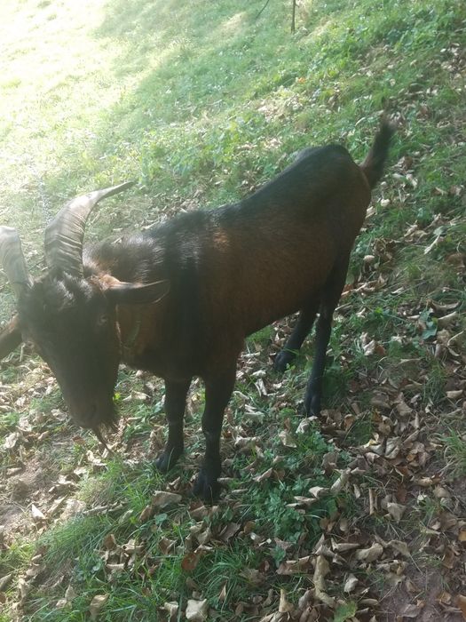 Альпійські козлики Місько і Бурик для парування