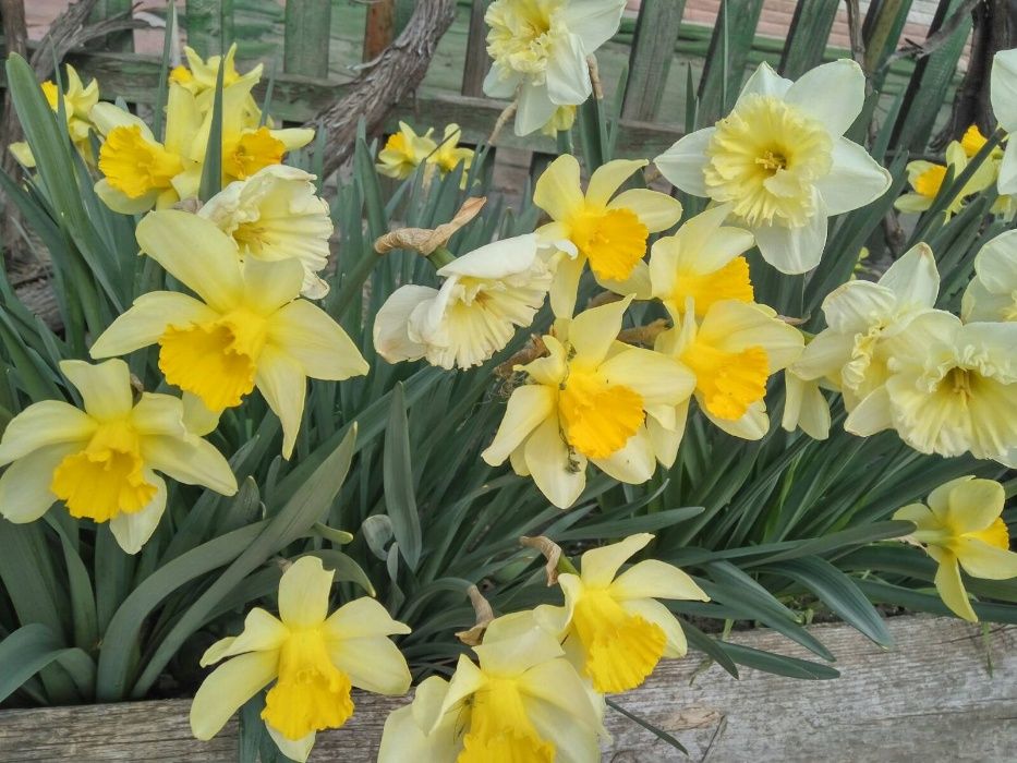 Нарциссы цветы и луковицы белые и желтые