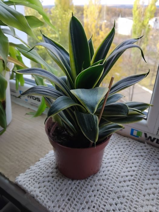 Комнатные растения