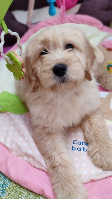 Goldendoodle F1 badania genetyczne