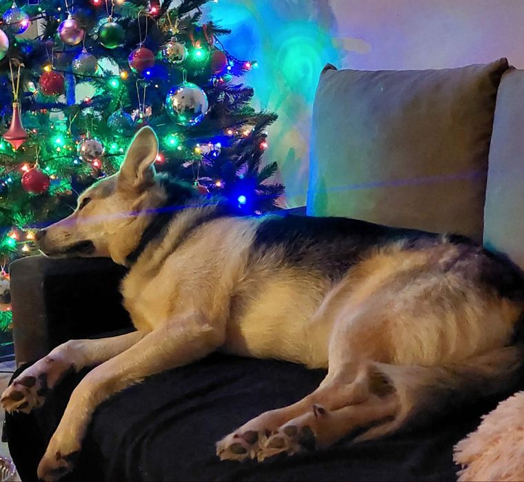 Podaruj dom dla psa w potrzebie