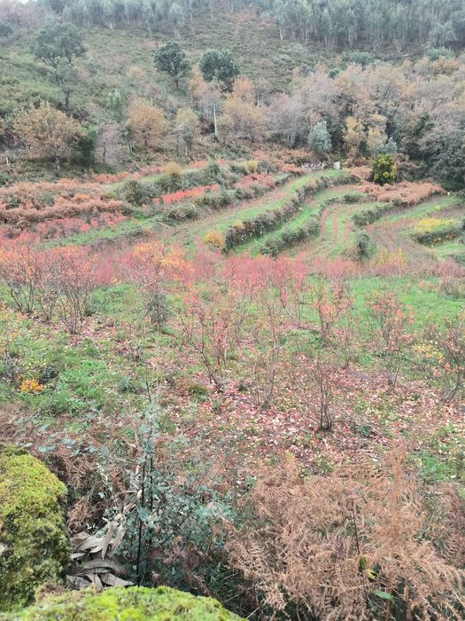 Quinta Rústica à Venda - 1 hectare de terreno. 

Descrição:  
Vende