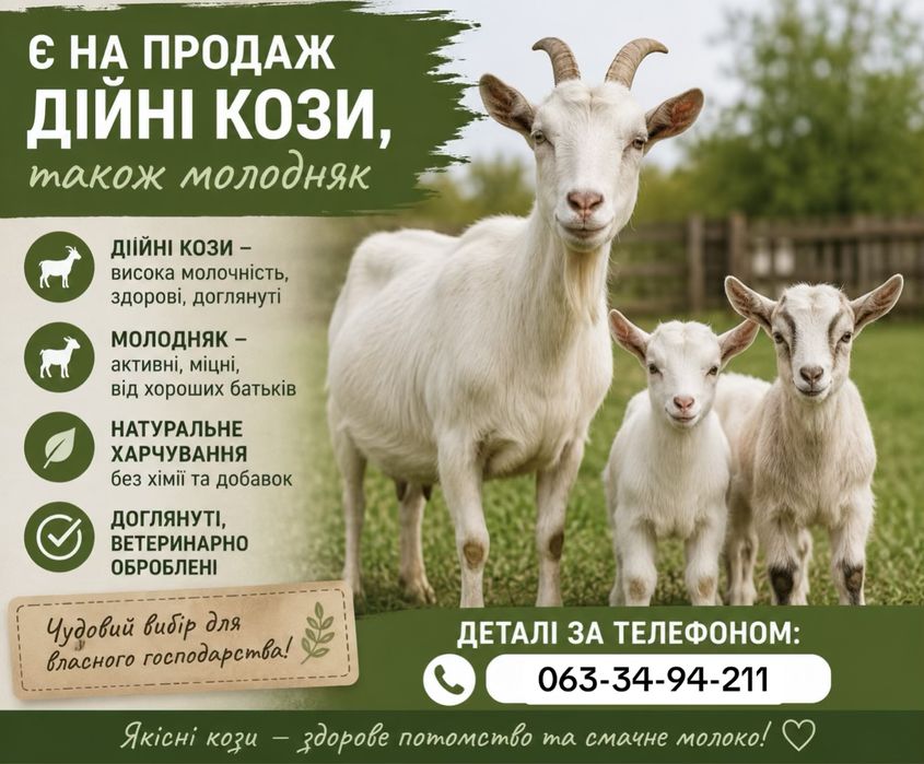 Кози/продам козу/дійні кози/