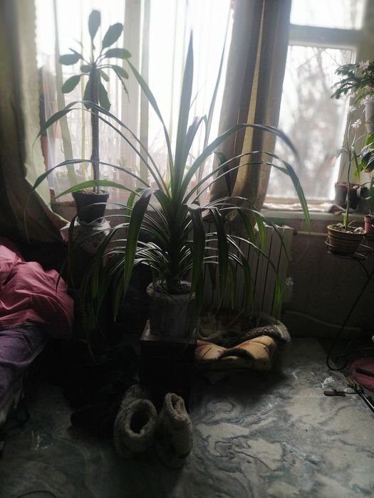 Продам огромный ,красивый комнатный цветок